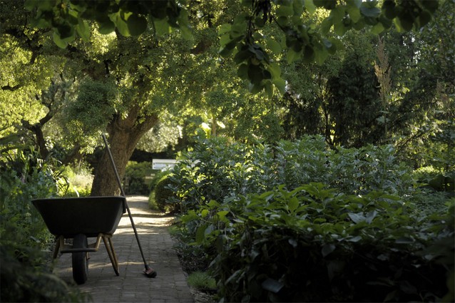 הגן צ’לסי Chelsea Physic Garden הגן צ’לסי Chelsea Physic Garden