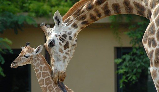 גן החיות ביופרקו גן החיות ביופרקו